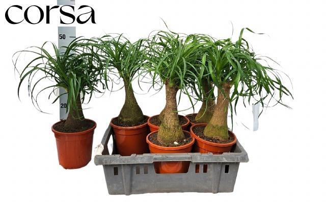 <h4>BEAUCARNEA RECUR</h4>