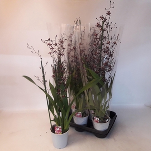 ONCIDIUM OV