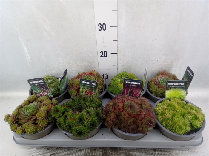 Sempervivum   ...mix