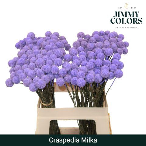 <h4>Craspedia L60 Milka</h4>