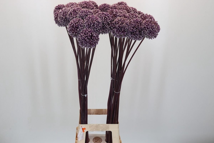 Allium  'Summer Drummer'