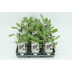 BKH groente 50075 bio Koolrabi Rood (set x9)