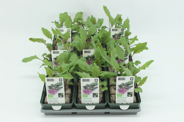 <h4>BKH groente 50075 bio Koolrabi Rood (set x9)</h4>