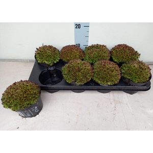 Saxifraga arend. 'Peter Pan'