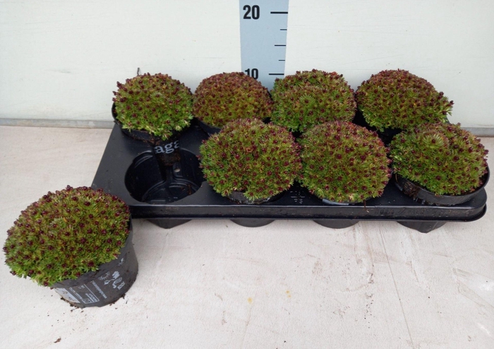 <h4>Saxifraga arend. 'Peter Pan'</h4>