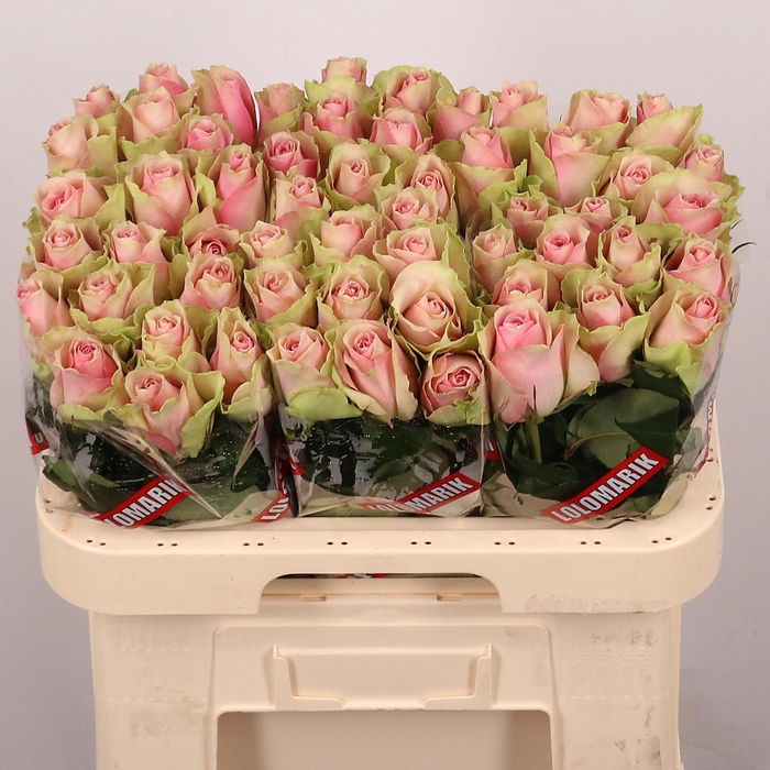 R Gr Belle Rose
