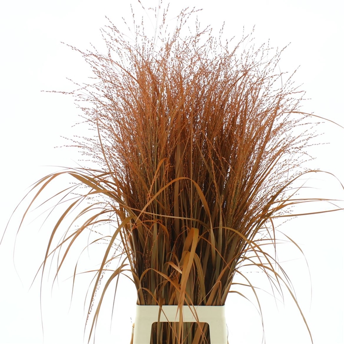 <h4>Siergras Squaw Klb Oranje</h4>