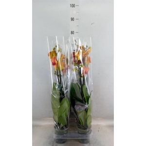 Phalaenopsis  'Surfsong'