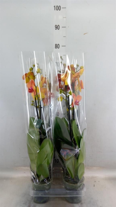 <h4>Phalaenopsis 'Surfsong'</h4>