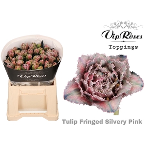 TULIPA EN DYED SILVER-PINK