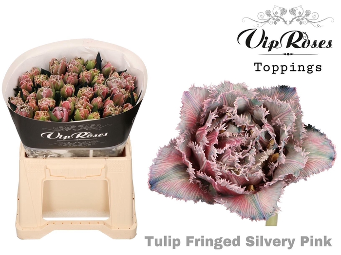 <h4>TULIPA EN DYED SILVER-PINK</h4>