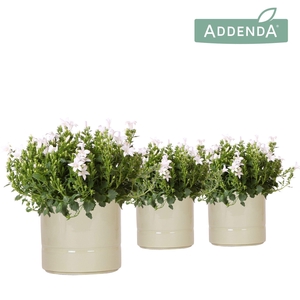 Campanula Addenda Ambella white in Pastel pot green