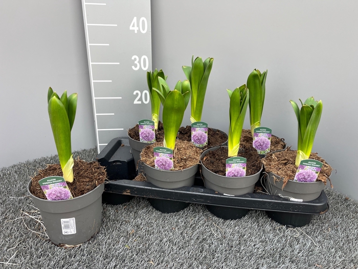 <h4>ALLI GIGANTEUM</h4>