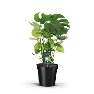 Monstera Deliciosa 17c