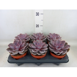 Echeveria  'Purple Pearl'