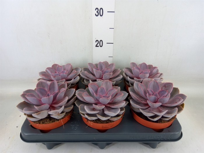 <h4>Echeveria  'Purple Pearl'</h4>