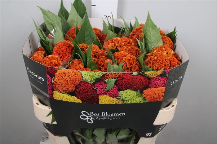 <h4>Cel C Act Zara</h4>