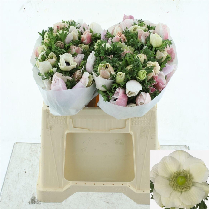 <h4>ANEM CO MIS + WHITE</h4>