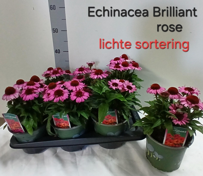 <h4>ECHINA SOM BAJA BURG</h4>