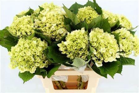 <h4>Hydr M Lima 65cm</h4>