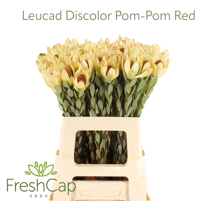 <h4>Leucad Discolor Pom-pom Red</h4>