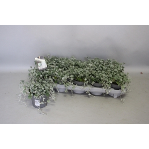 Dichondra Silver Falls