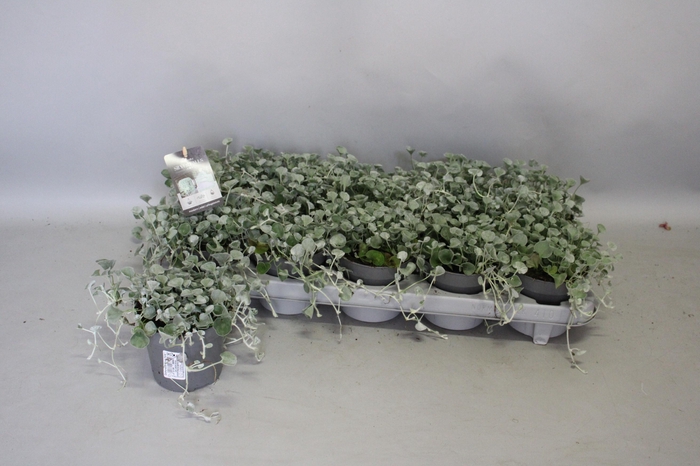 <h4>Dichondra Silver Falls</h4>