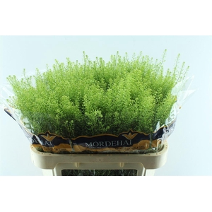 Thlaspi Green Bell