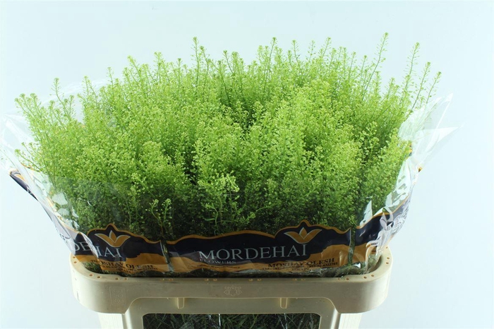 <h4>Thlaspi Green Bell</h4>