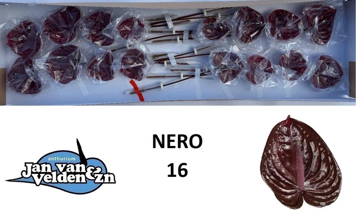 <h4>Anth A Nero</h4>