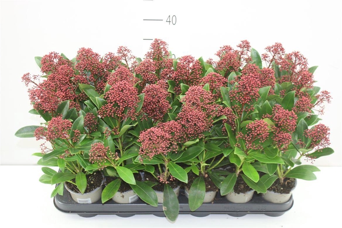 <h4>Skimmia Jap. Rubella 3-4</h4>