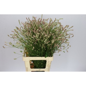 Sanguisorba Off Pink Tann