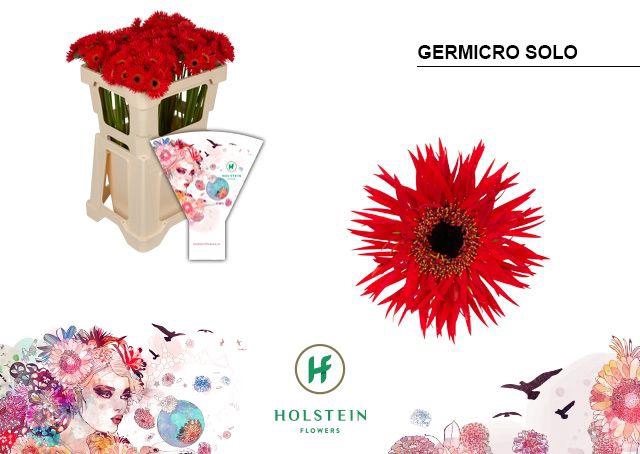 <h4>GE NA GERMICRO SOLO</h4>