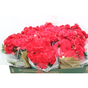 BEGONIA BALADIN P15