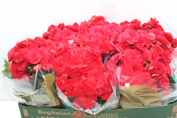 <h4>BEGONIA BALADIN P15</h4>
