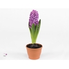 Hyacinthus orie. 'Miss Saigon'