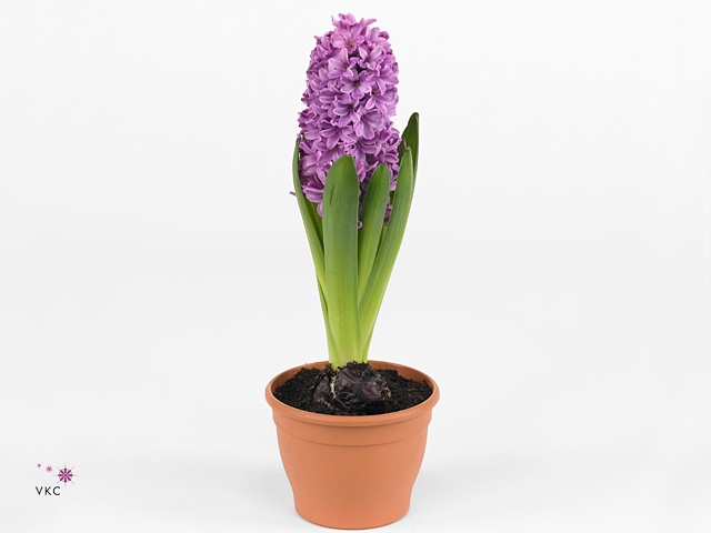 Hyacinthus orie. 'Miss Saigon'