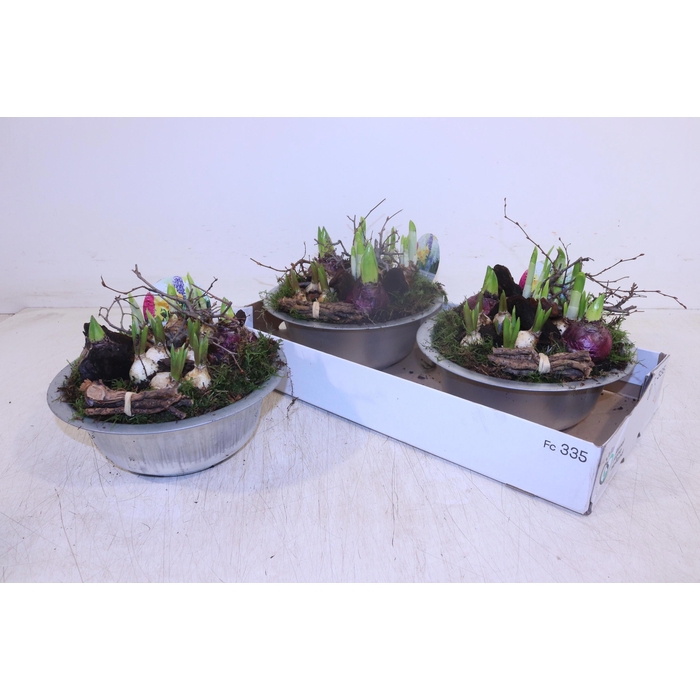 <h4>ARR BOL KNOLGEWAS</h4>