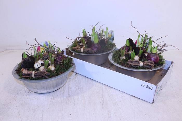 <h4>ARR BOL KNOLGEWAS</h4>