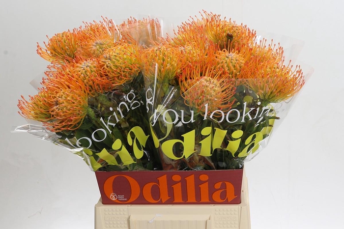 <h4>Nutans Ayoba Sun</h4>