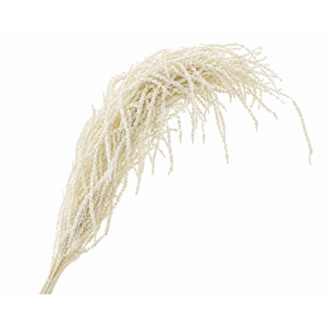 Dried Bleached Amaranthus Caudatus