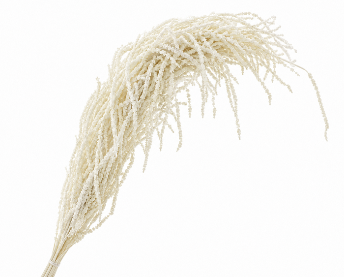 <h4>Dried Bleached Amaranthus Caudatus</h4>