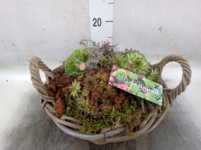 <h4>Planten  ..in schaal H%</h4>