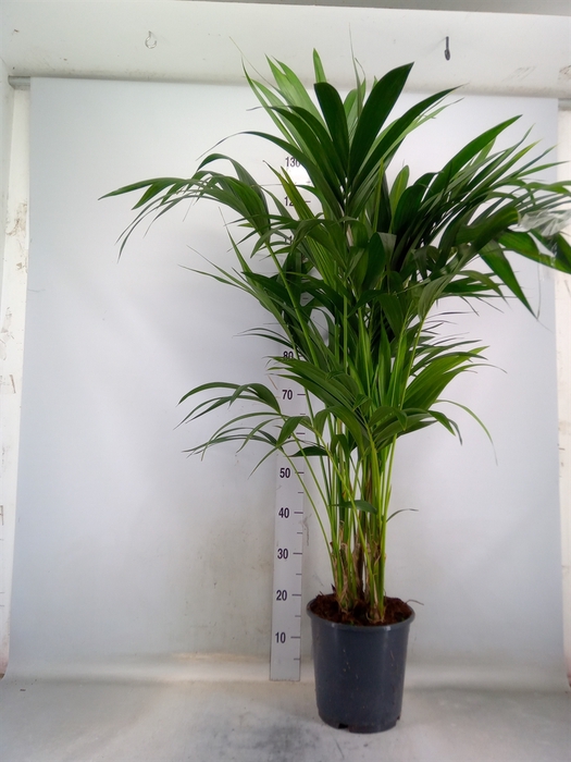 <h4>Howea forsteriana</h4>