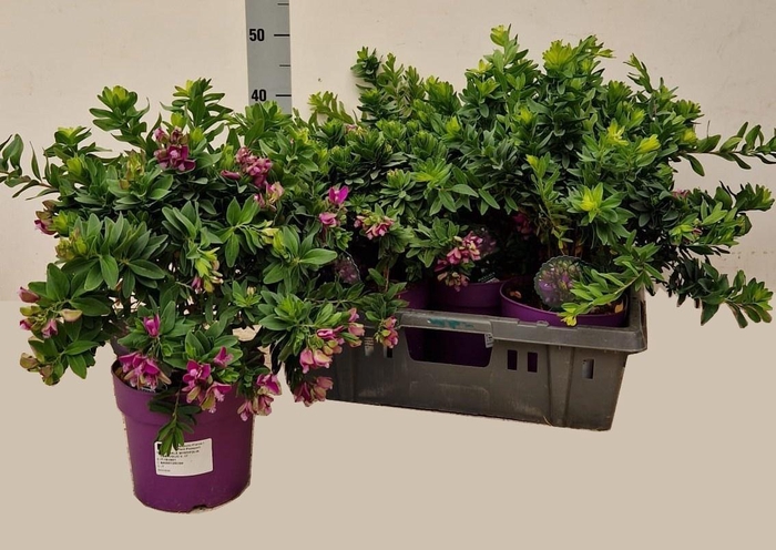 <h4>POLYGA MYRTIFOLIA</h4>