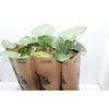 MONSTERA DELICIOSA P16