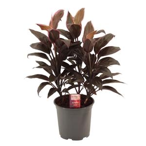 Cordyline Mambo Toef 19 cm
