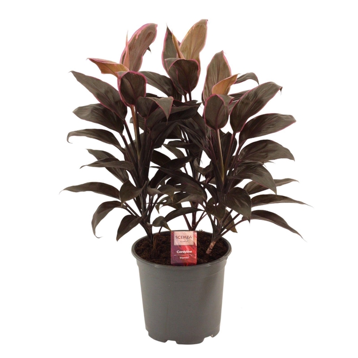 <h4>Cordyline Mambo Toef 19 cm</h4>