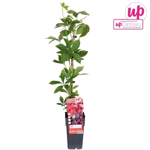 Parthenocissus quinquefolia P15