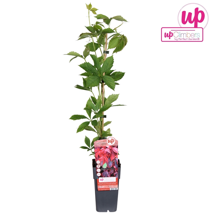 <h4>Parthenocissus quinquefolia P15</h4>